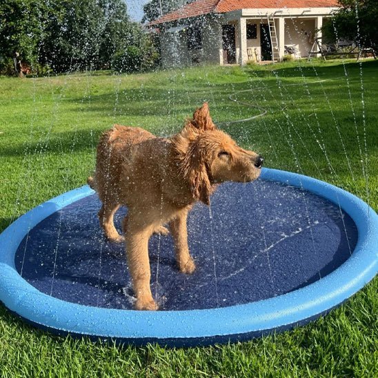 Piscine pour chien : Guide complet pour un été rafraîchissant et amusant
