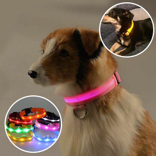 chien collier chien lumineux rose