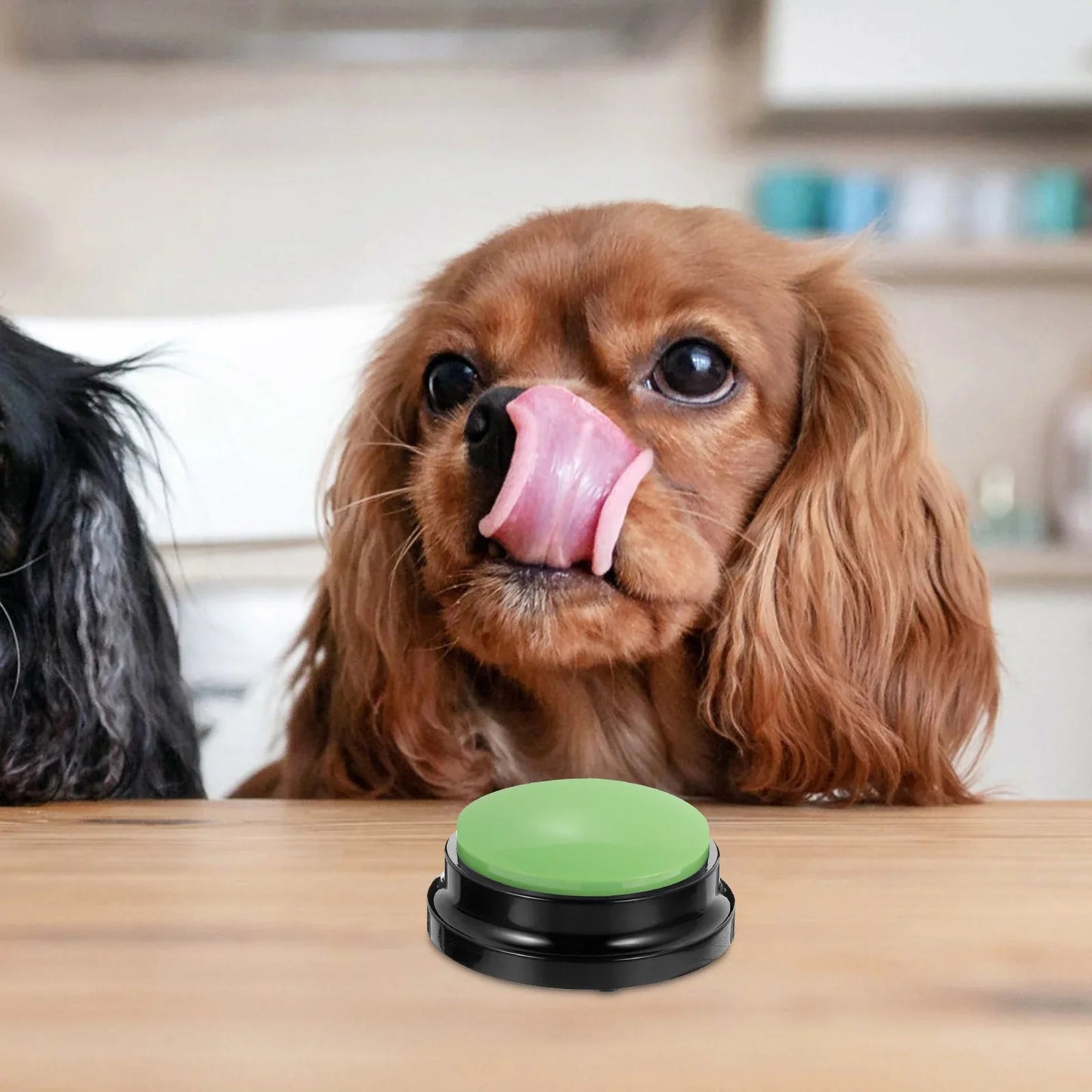 chien jouet pour chien interactif chienparlant vert