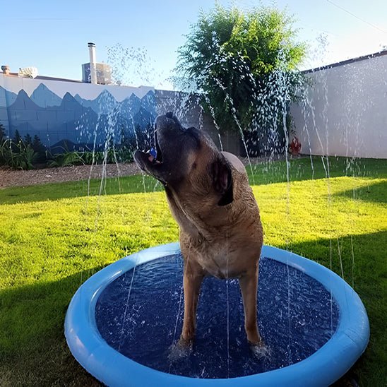 chien piscine pour chien interactif