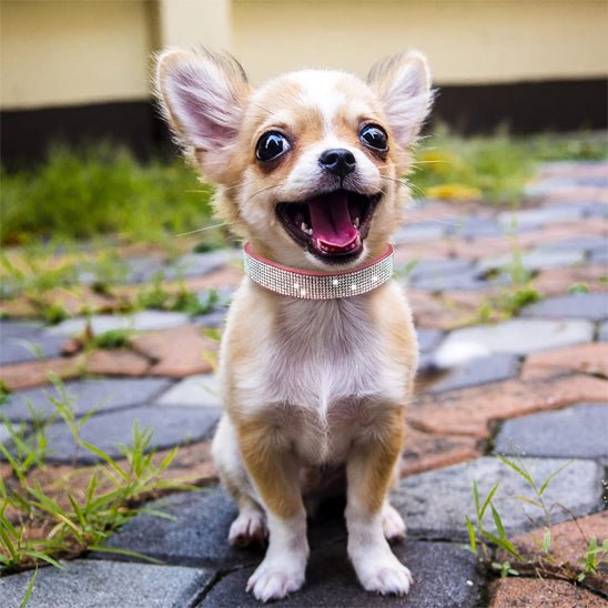 chihuahua collier chien brillant
