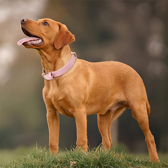 Collier élégant pour chien – Ensemble confort et style