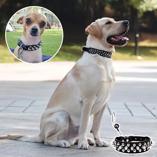 Collier et laisse Rock Chic pour chien – Style cuir élégant