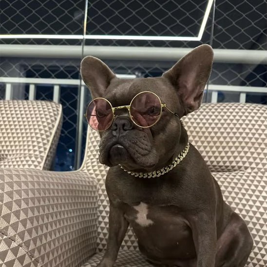 Collier pour chien diamant – Élégance et confort chic