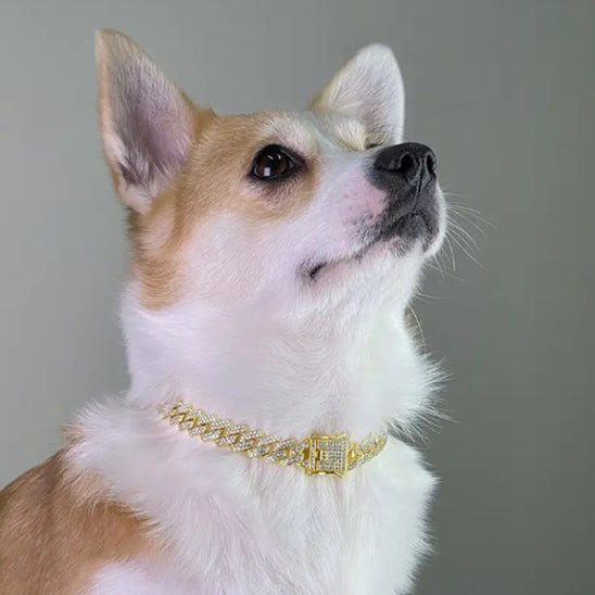 Collier pour chien diamant – Élégance et confort chic