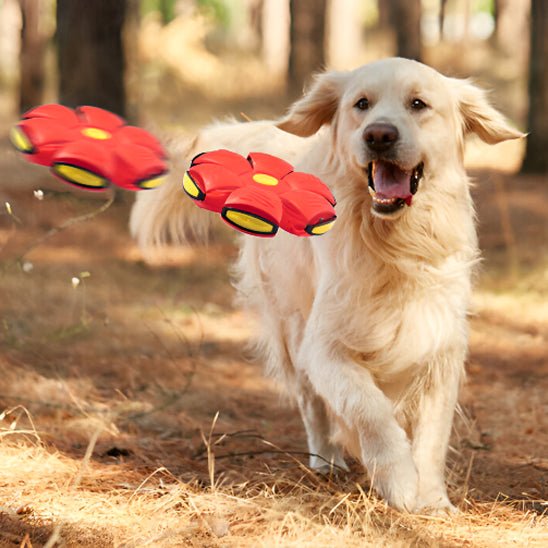 Disque volant transformable pour chien : Frisbee chien 2 en 1