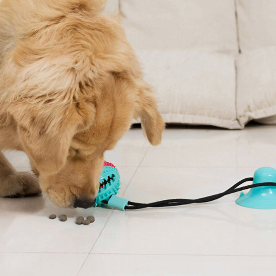 golden nourriture jouet pour chien