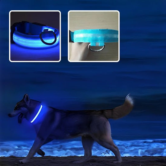 husky collier chien lumineux bleu