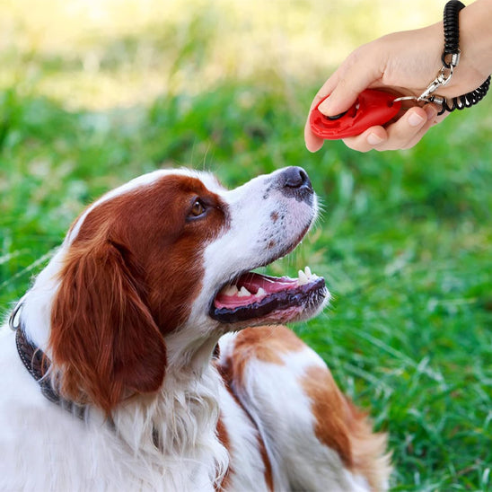 Clicker de dressage – Jouet pour chien éducatif et efficace
