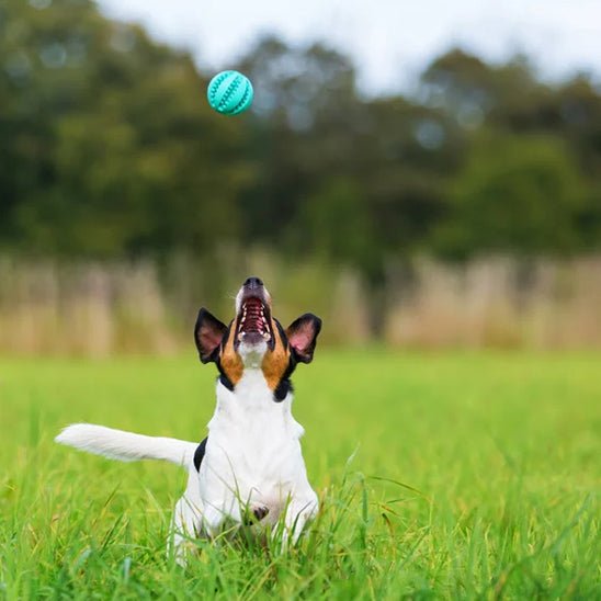 Balle pour chien résistante – Stimulation et jeu malin