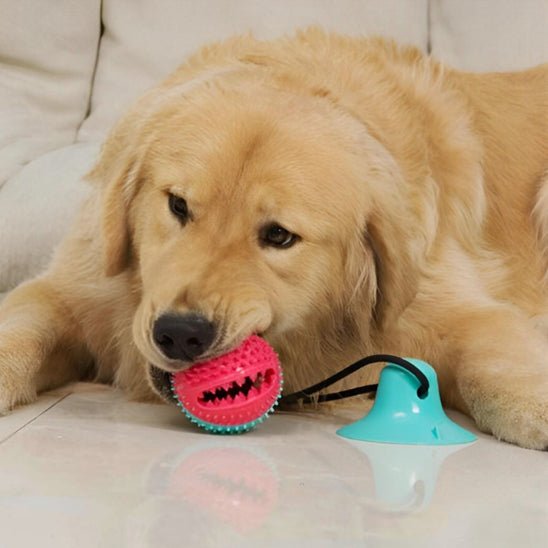 jouet pour chien balle ventouse interactif