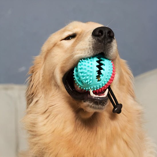 jouet pour chien balle ventouse interactif