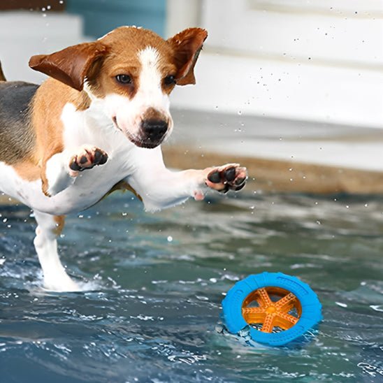 Beagle  saute dans piscine pour attraper le jouet pour chien flotant