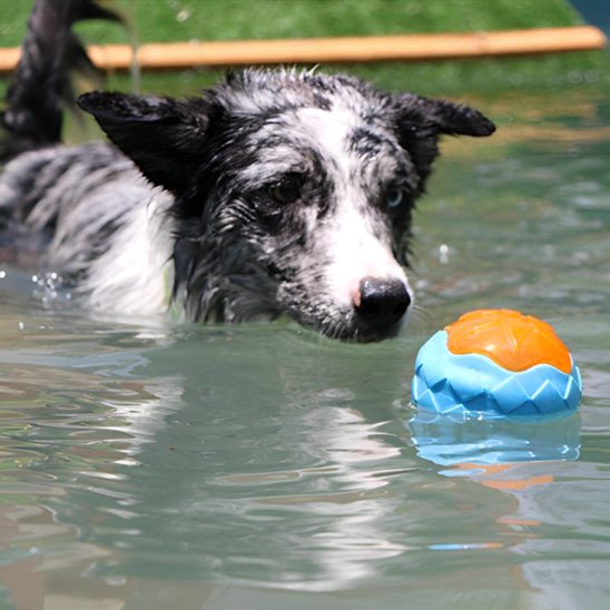 chien dans l'eau regarde son jouet pour chien qui flotte dans l'eau