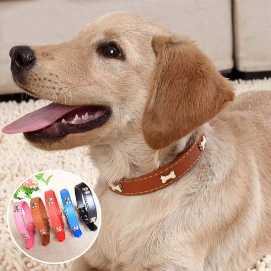 labrador blond collier chien en cuir avec motif os