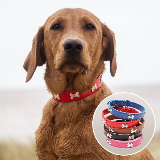 labrador brun collier chien rouge en cuir avec motif os