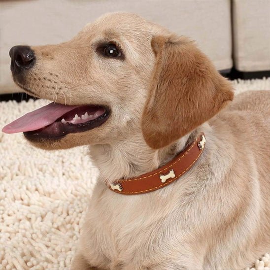labrador collier chien brun en cuir avec motif os