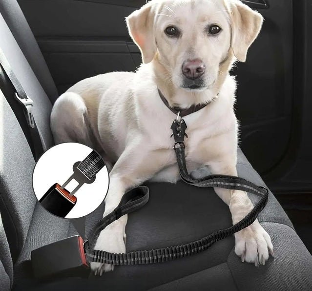 labrador laisse pour chien noir interieur voiture