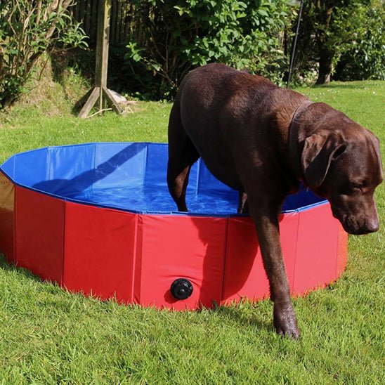 labrador brun sort piscine pour chien