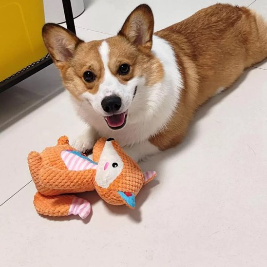 Peluche pour chien | RobustPlay