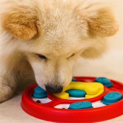 Gamelle anti glouton Chien | DigestiMax