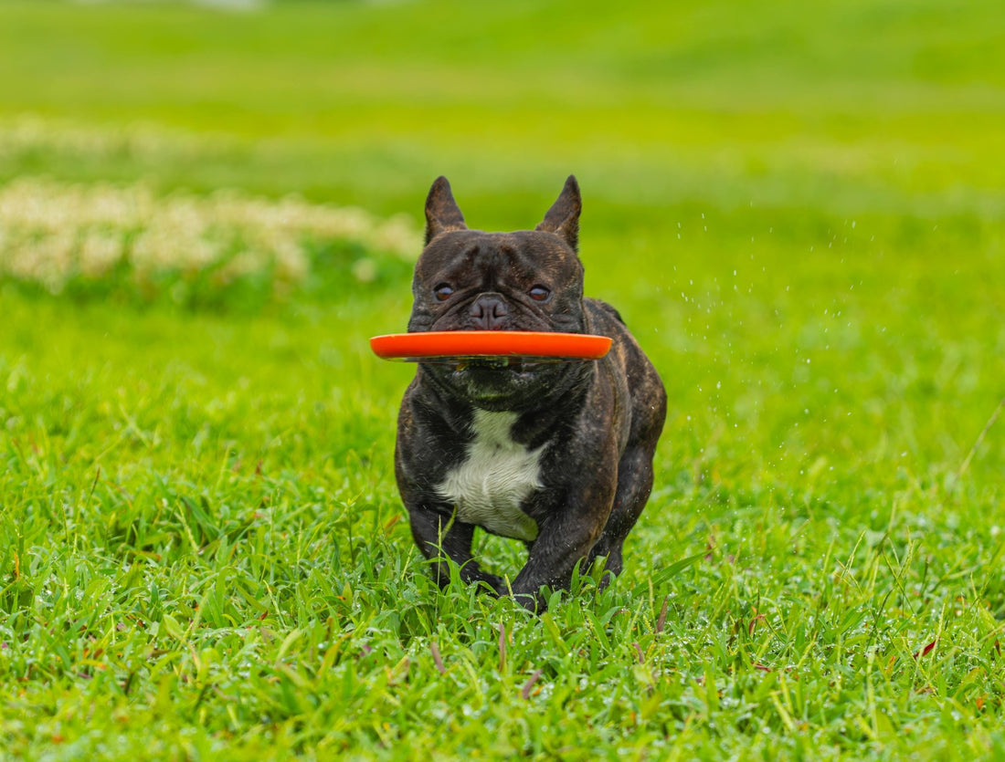 jouet-pour-chien-disque-volant-chien