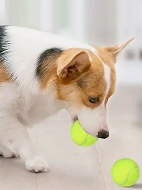 Balles de tennis pour chien 5 cm – Paquet compatible lanceur