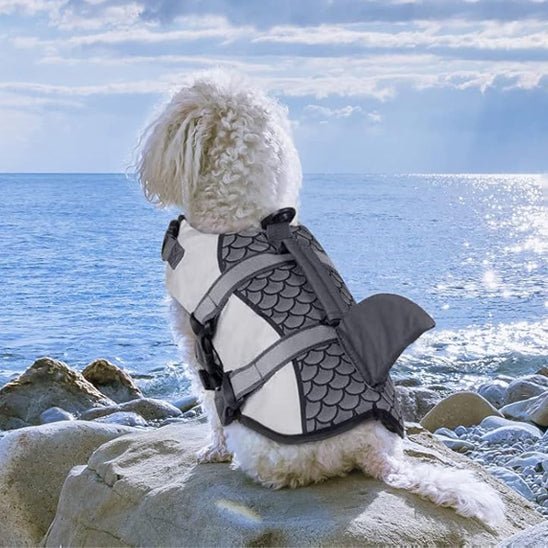 chien  bord mer avec gilet de sauvetage chien gris