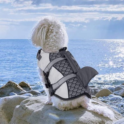 chien  bord mer avec gilet de sauvetage chien gris