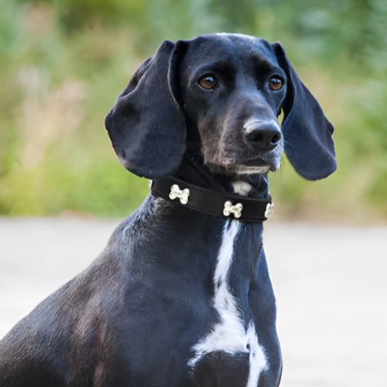 chien collier chien en cuir noir avec motif os