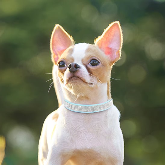 chihuahua collier-chien-bleu-brillant