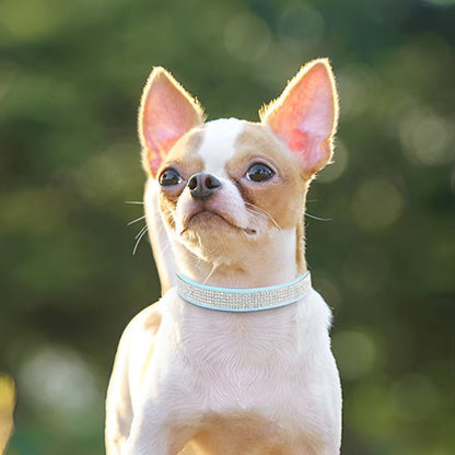 chihuahua collier-chien-bleu-brillant