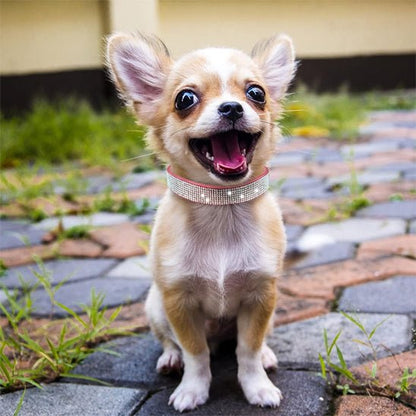 chihuahua collier chien brillant