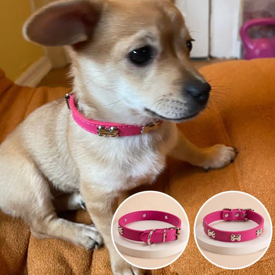 chihuahua collier chien en cuir avec motif os