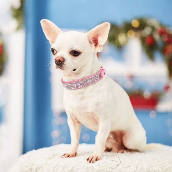 chihuahua collier chien rose brillant