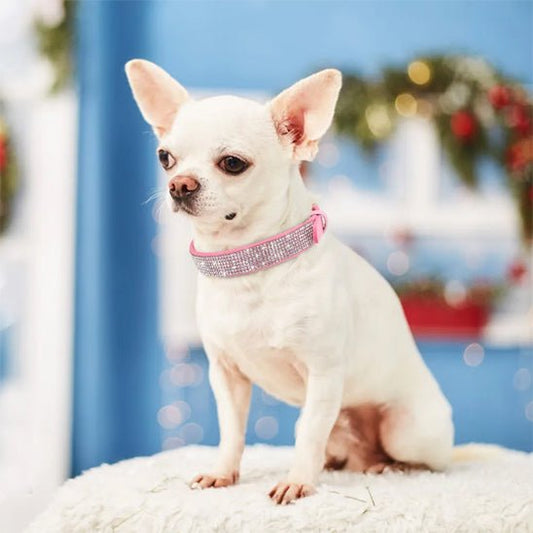 chihuahua collier chien rose brillant