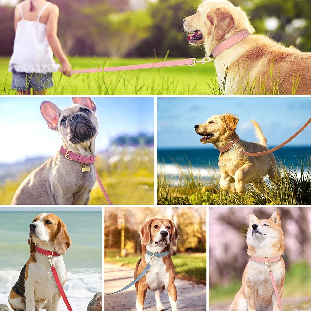 Collier élégant pour chien – Ensemble confort et style