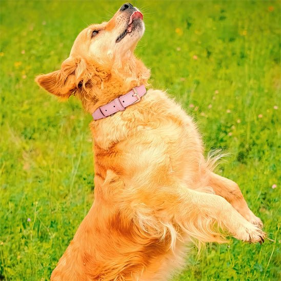 Collier élégant pour chien – Ensemble confort et style