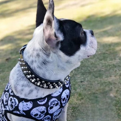 Collier et laisse Rock Chic pour chien – Style cuir élégant