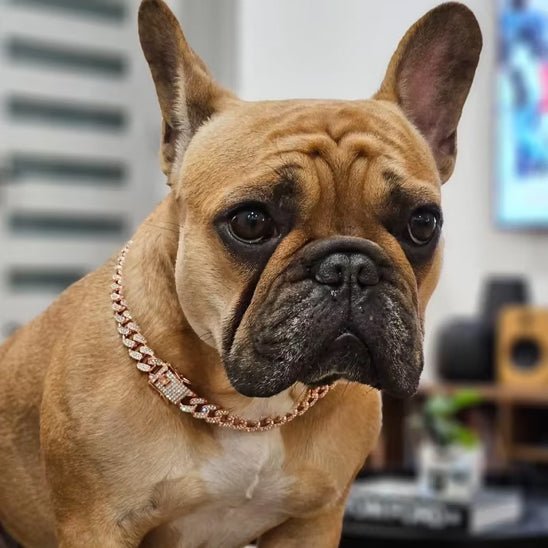 Collier pour chien diamant – Élégance et confort chic