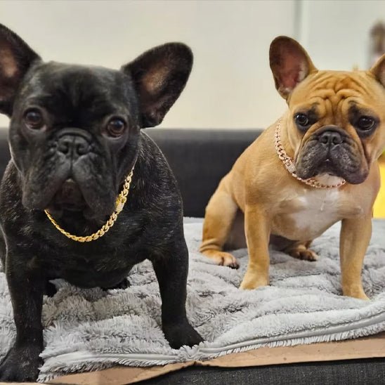 Collier pour chien diamant – Élégance et confort chic