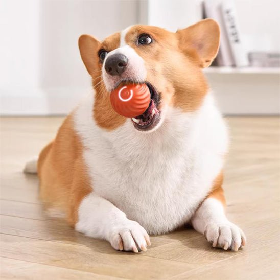 corgie  balle vibrante jouet pour chien