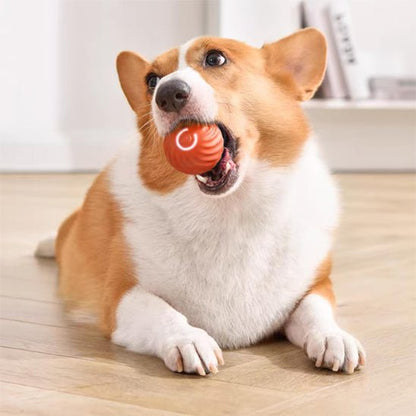 corgie  balle vibrante jouet pour chien