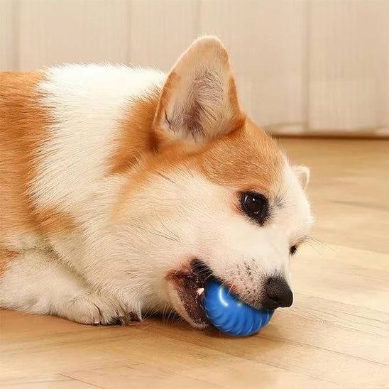 corgie jouet pour chien balle vibrante bleu