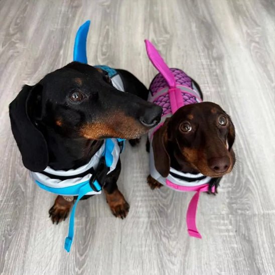 deux chiens saucisses  gilet de sauvetage requin