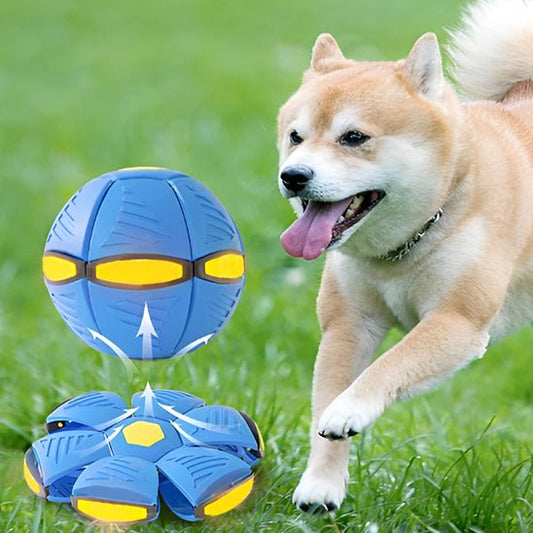 Disque volant transformable pour chien : Frisbee chien 2 en 1