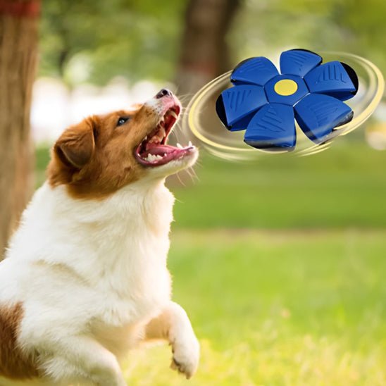 Disque volant transformable pour chien : Frisbee chien 2 en 1