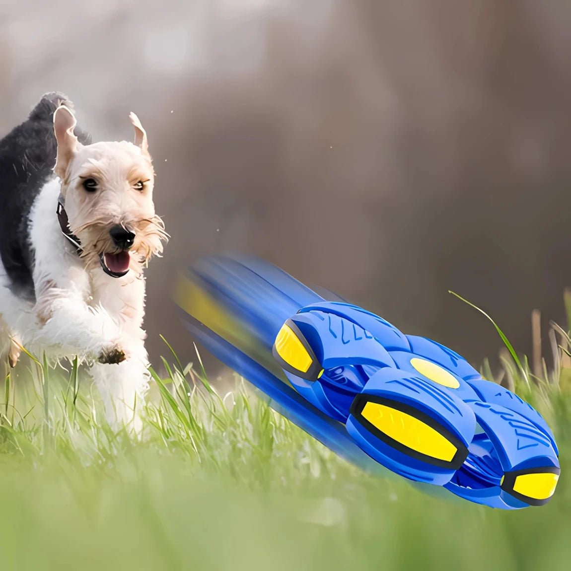 Disque volant transformable pour chien : Frisbee chien 2 en 1
