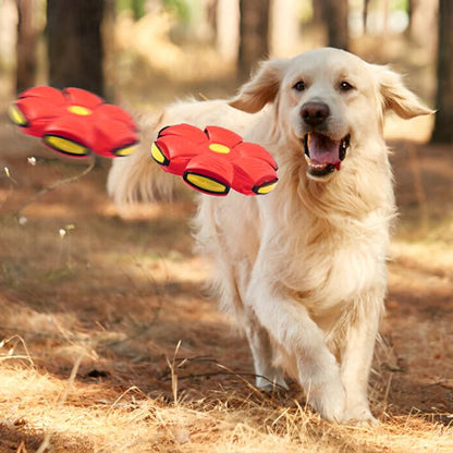 Disque volant transformable pour chien : Frisbee chien 2 en 1