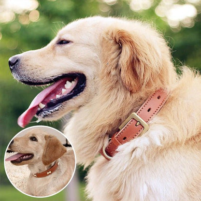 golden collier chien en cuir avec motif os